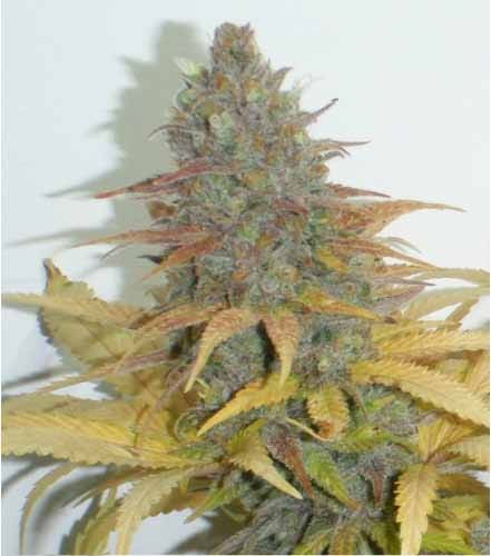 nasiona marihuany outdoor