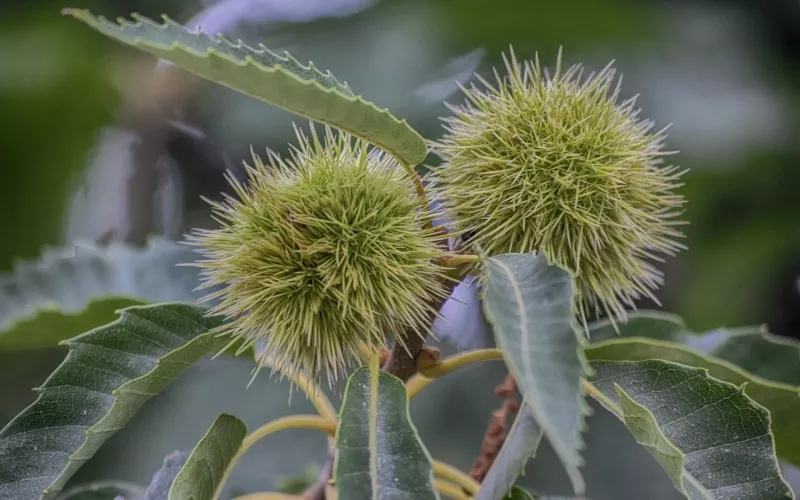 kasztanowiec zwyczajny